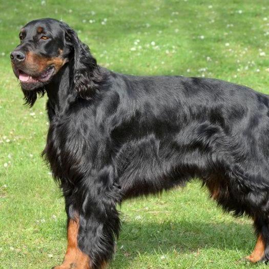 Field type gordon setters for sale sale